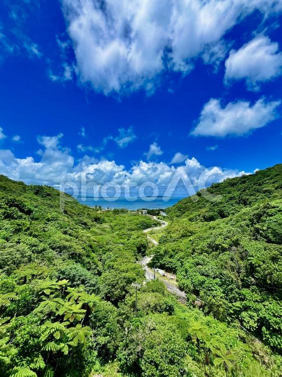 青い海とやんばるの森 海,空,森の写真素材