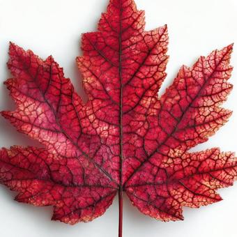 鮮やかな秋の紅葉のクローズアップ 鮮やかな秋の紅葉のクローズアップの写真