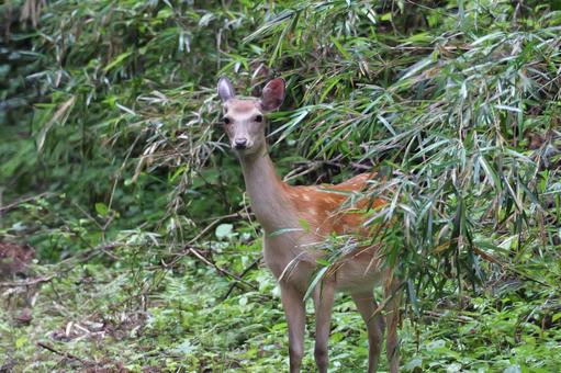 野生の鹿 野生の鹿 シカ,山,動物の写真素材