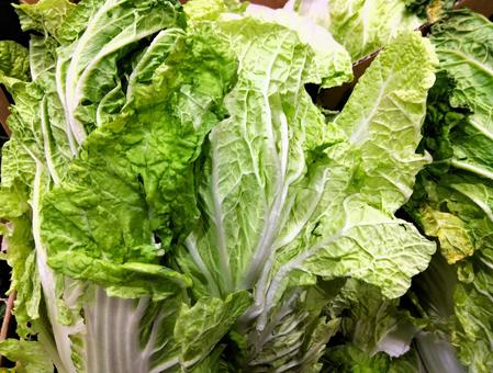 白菜　２ 白菜,野菜,ハクサイの写真素材