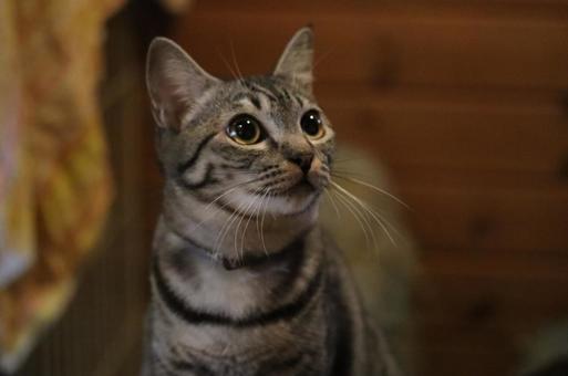 キラキラした瞳の猫 猫,キジトラ,室内猫の写真素材