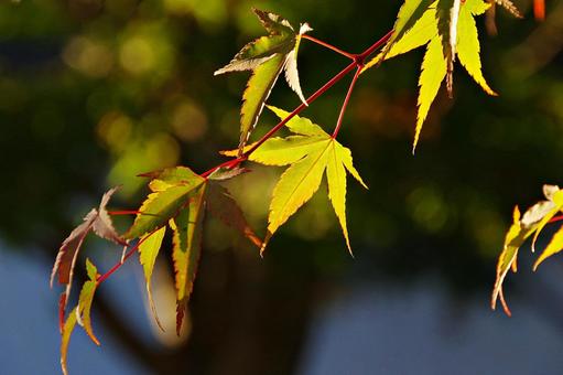 陽射しの中のイロハモミジ イロハモミジ,紅葉,葉の写真素材