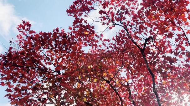 autumn leaves, JPG