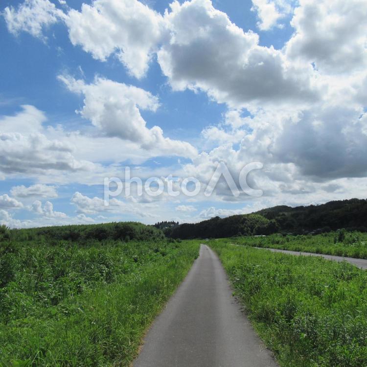 夏空と草原をまっすぐ突き抜ける土手道 道,歩道,遊歩道の写真素材