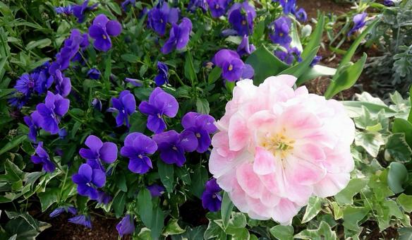 ピンクの花とむらさきの花 ピンクの花とむらさきの花の写真