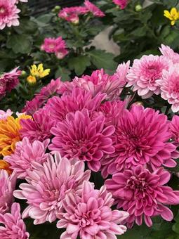 菊 マム 菊 マム 菊,マム,花の写真素材