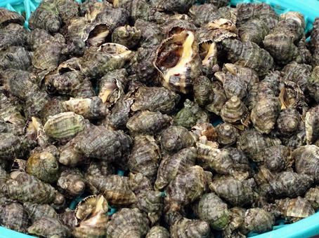 イボニシ イボニシガイ,魚介類,水産物の写真素材