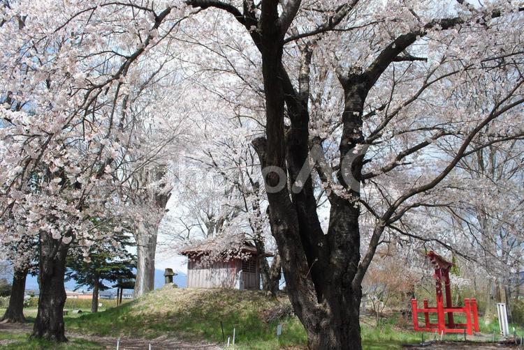 佐久市岩村田城跡 長野県,佐久市,旧中山道の写真素材