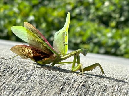 強風に耐えるカマキリ 強風に耐えるカマキリ カマキリ,昆虫,秋の写真素材