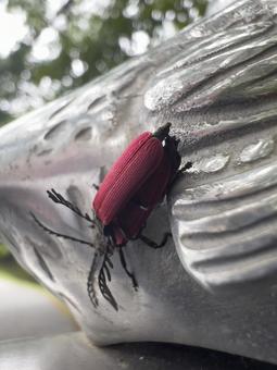 Red firefly, JPG Red firefly, JPG