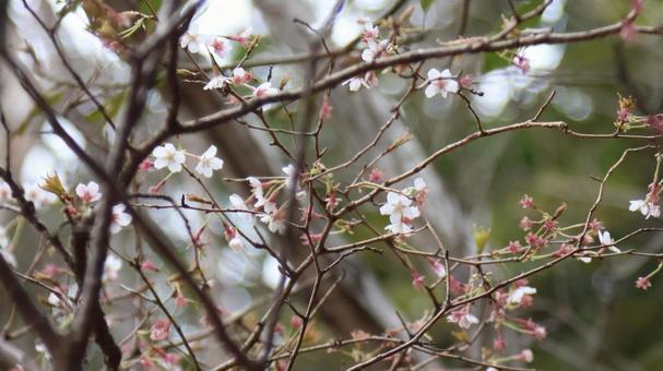 桜 桜の写真