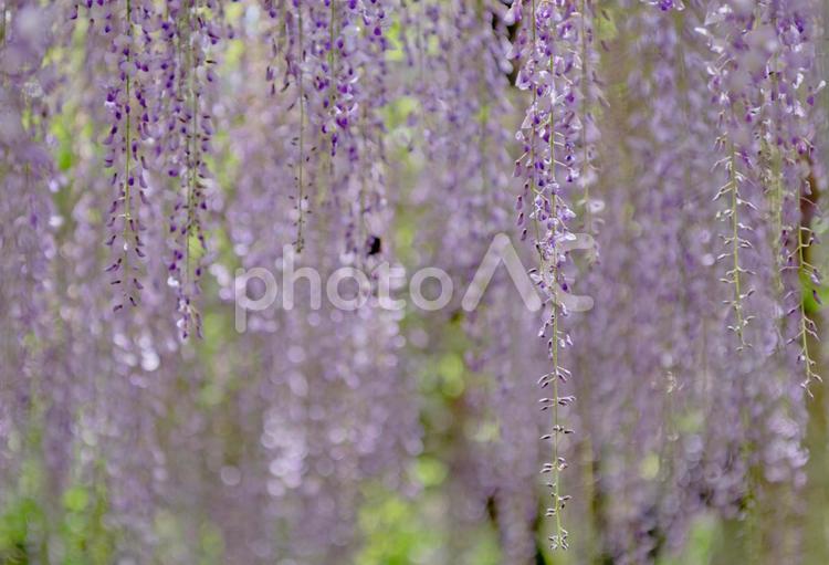 鮮やかに咲く藤の花 風景,藤,花の写真素材