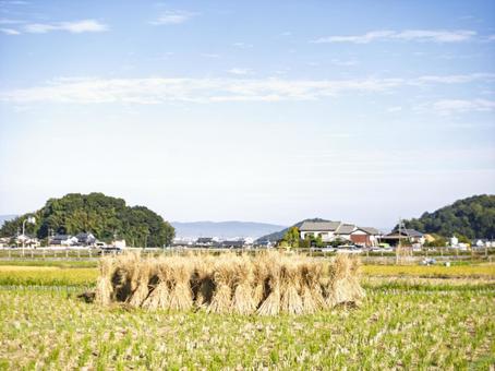 秋の陽に包まれる田園の稲わら 稲刈り後,稲わら,田んぼの写真素材