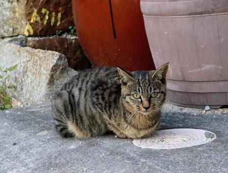 猫は長者の生まれ変わり 猫,cat,動物の写真素材