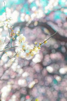 梅 梅,花,風景写真の写真素材