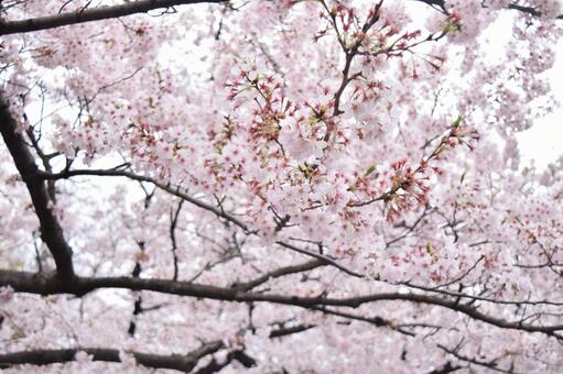 桜 桜の写真