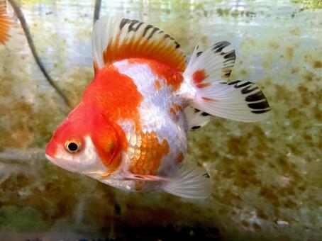 金魚 金魚の写真