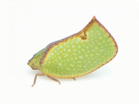 ヘリチャハゴロモ ヘリチャハゴロモ ハゴロモ,ヘリチャハゴロモ,外来種の写真素材