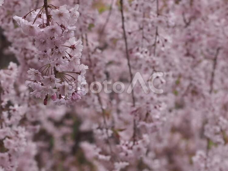 枝垂れ桜4 枝垂れ桜,桜,ピンクの写真素材