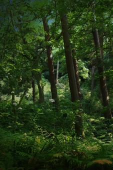 ヴィンテージ風紫陽花の写真