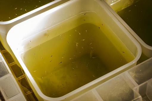 メダカの稚魚 メダカ,稚魚,淡水魚の写真素材