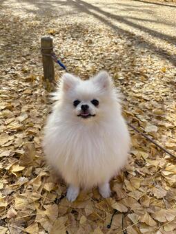 白ポメラニアン 犬,子犬,小型犬の写真素材