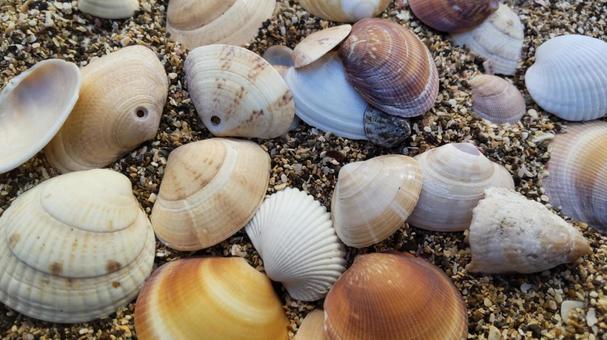 貝殻 貝殻,二枚貝,海岸の写真素材