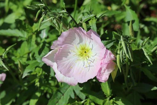 ピンク色の花びらのツキミソウの花のアップ ピンク色,花びら,ツキミソウの写真素材