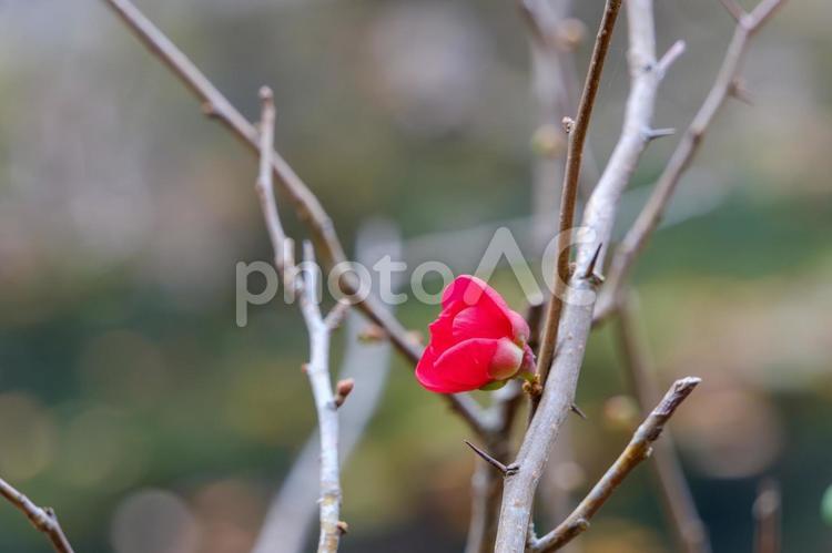 冬芽の間から咲く木瓜の花 木瓜,ボケ,赤の写真素材