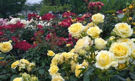 ローズフェスタ2025 ローズフェスタ2025の写真