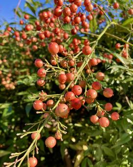 南天の実と空 南天,赤い実,実の写真素材