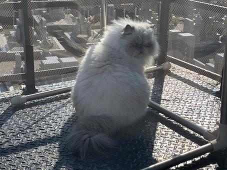 振り返る猫 猫,ヒマラヤン,動物の写真素材