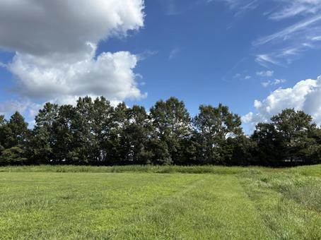 自然たっぷり 自然たっぷり 木,空,晴天の写真素材