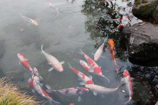 池の鯉6 鯉,コイ,錦鯉の写真素材