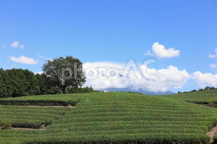 茶畑と雲のかかった富士山　大渕笹場 茶畑,お茶,風景の写真素材