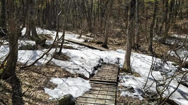 春の獅子ケ鼻湿原 春の獅子ケ鼻湿原の写真