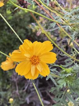 道端の草花の写真