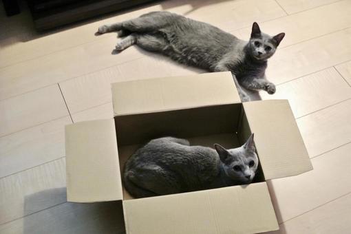 段ボールと猫2匹 段ボールと猫2匹 猫,ロシアンブルー,ねこの写真素材