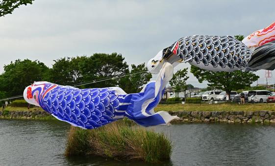 水辺を渡るこいのぼり 水辺を渡るこいのぼり こいのぼり,5月,曇天の写真素材