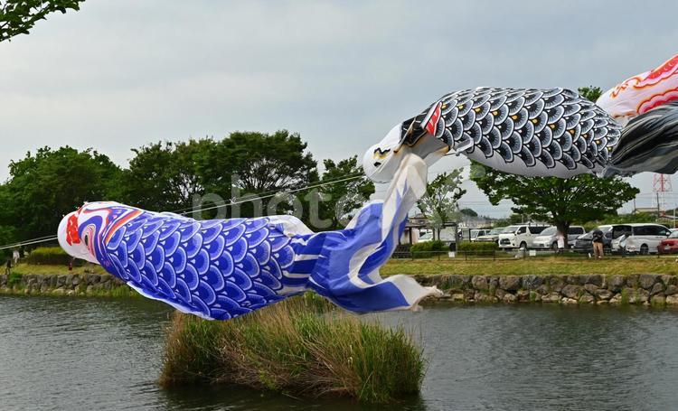 水辺を渡るこいのぼり こいのぼり,5月,曇天の写真素材