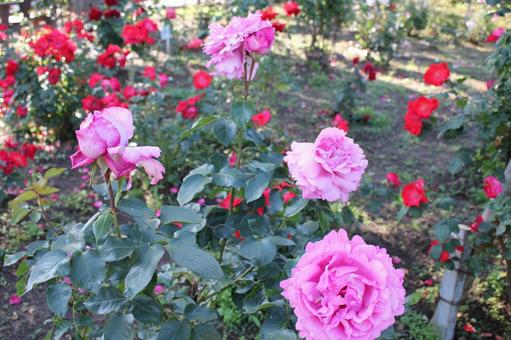 ばら163 バラ,薔薇,春の写真素材