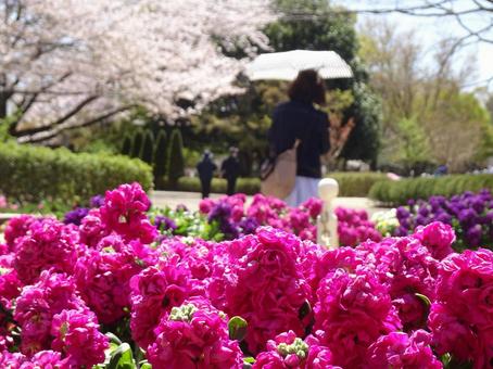 花壇の花-3 花壇の花-3の写真