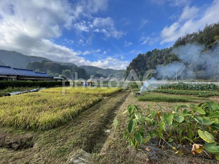 稲作と里芋の農村風景 さといも,サトイモ,里芋の写真素材