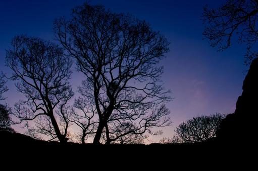 Silhouette of a tree at sunset, JPG Silhouette of a tree at sunset, JPG