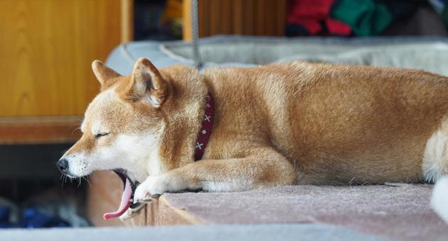柴犬 ハウス あくび 2025年9月 柴犬 ハウス あくび 2025年9月 犬,飼い犬,柴犬の写真素材