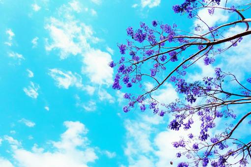 ジャカランダ 6 ジャカランダ 6 紫,花,薄紫の写真素材