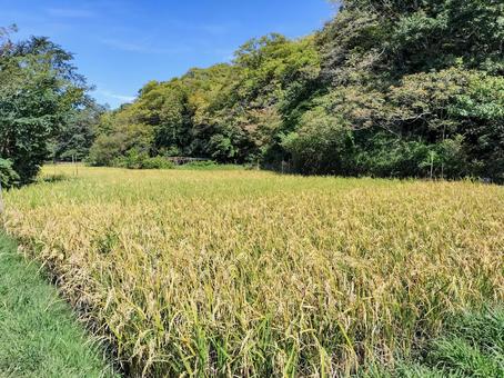 稲穂の実る初秋の稲田 舞岡公園 稲穂の実る初秋の稲田 舞岡公園の写真