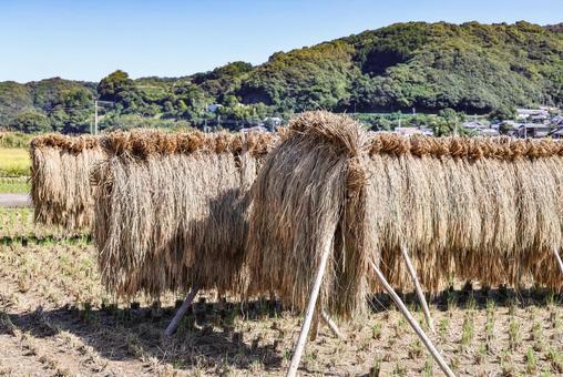 稲穂 はざがけ 稲穂 はざがけ 稲,天日干し,乾燥の写真素材