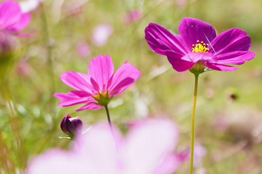 高原のコスモスの花 高原のコスモスの花の写真