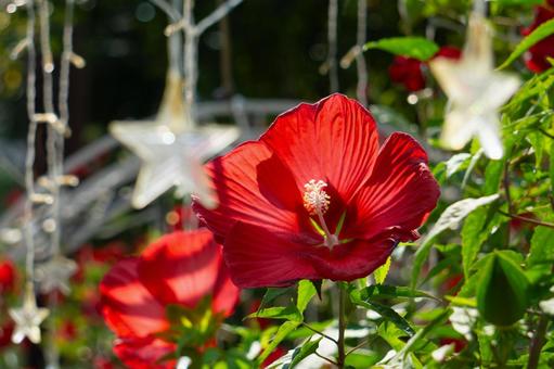 真っ赤なアメリカフヨウの花と星のライト 真っ赤なアメリカフヨウの花と星のライトの写真